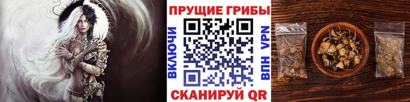 blacksprut сайт  Покачи  Псилоцибиновые грибы мицелий  что такое  